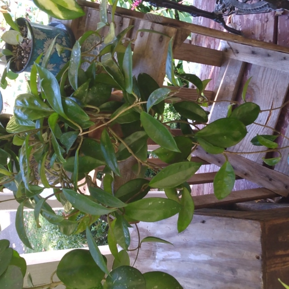 Hoya Jade Carnosa